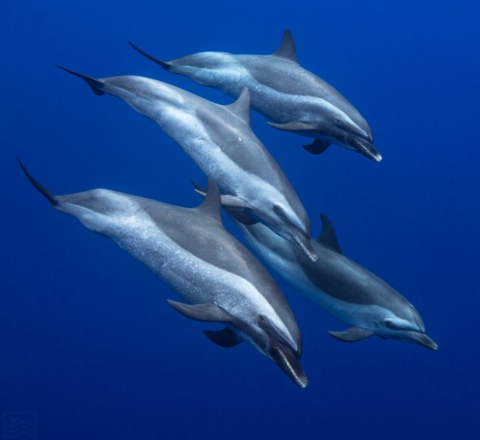 Oahu: Dolphin Swim and Turtle Snorkel Excursion in Waianae - Why Waianae is worth the long ride from Waikiki