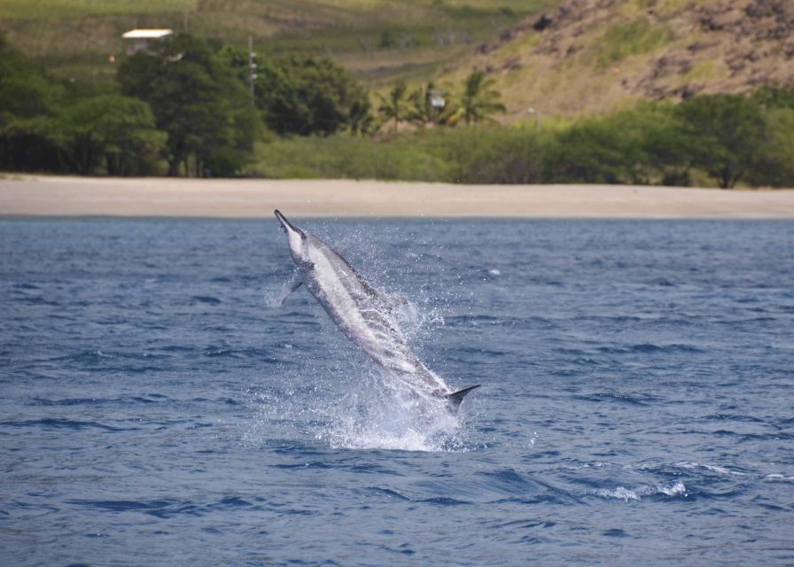 Oahu: Dolphin Swim and Turtle Snorkel Excursion in Waianae - Searching for dolphins in the open sea