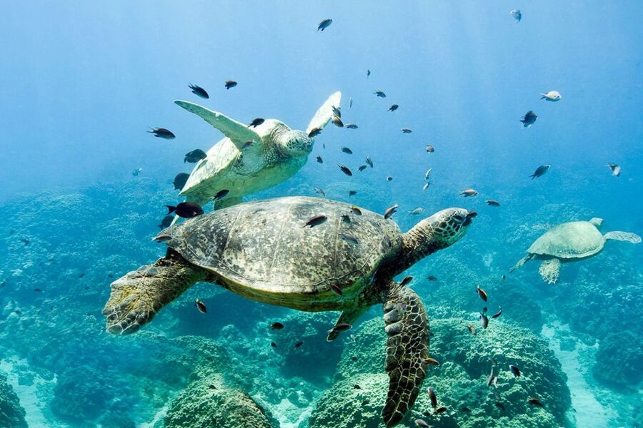 Oahu: Dolphin Swim and Turtle Snorkel Excursion in Waianae - Winter whale watching and unexpected sightings