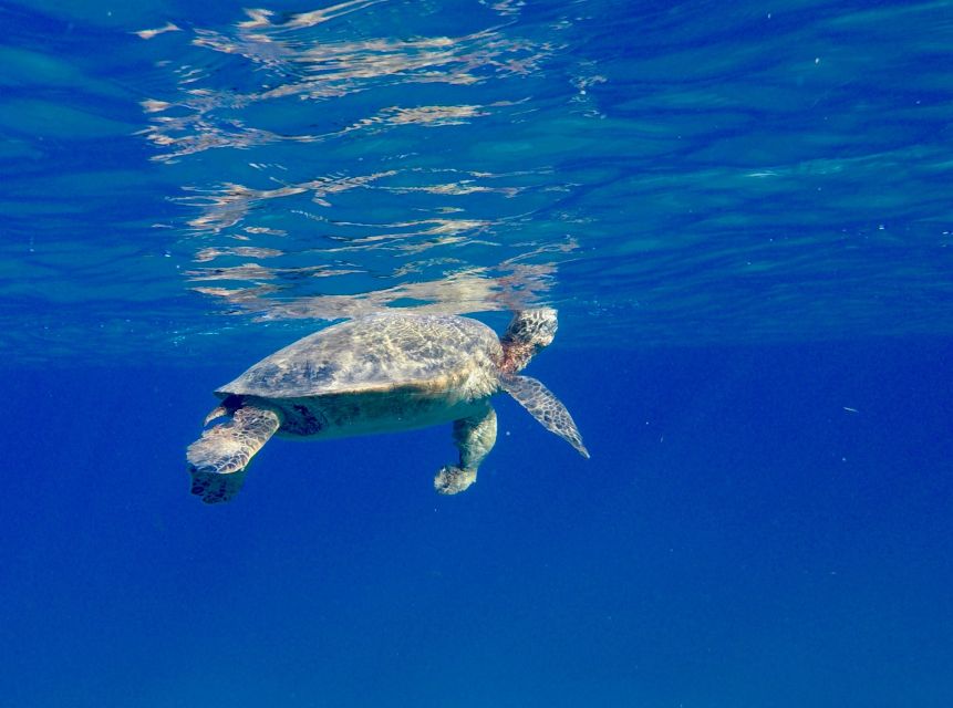 Oahu: Dolphin Swim and Turtle Snorkel Excursion in Waianae - Lunch, drinks, and the details that make the day easier