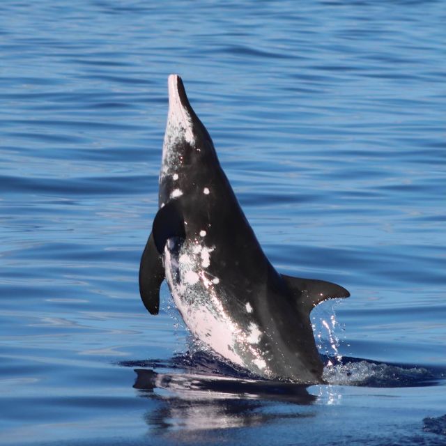 Oahu: Dolphin Swim and Turtle Snorkel Excursion in Waianae - Who will get the most from this tour