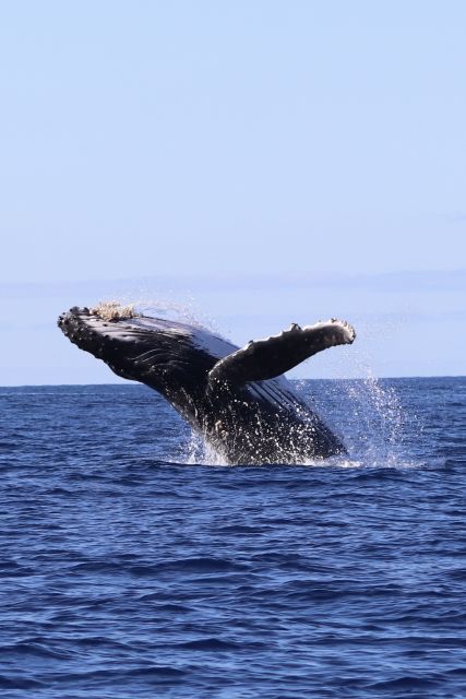 Oahu: Dolphin Swim and Turtle Snorkel Excursion in Waianae - The 32-foot boat and the first safety briefing