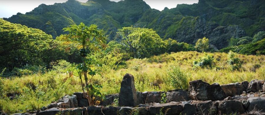 Oahu: Kualoa Open Air Jungle Expedition Tour - The guide makes the difference