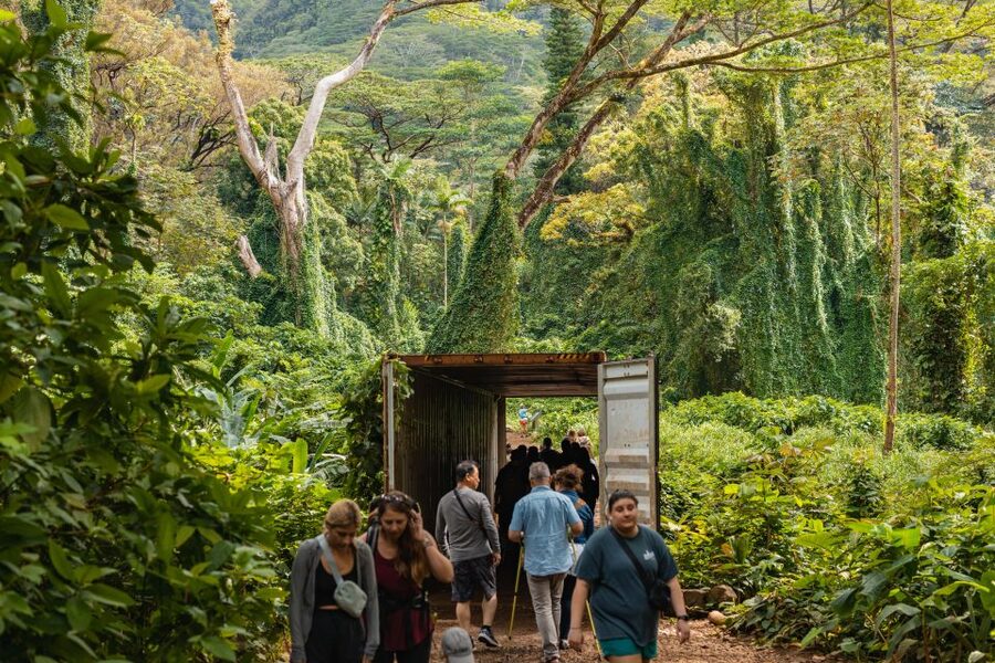 Oahu: Manoa Falls Waterfall Hike with Lunch and Transfers - A rainforest hike that earns its waterfall