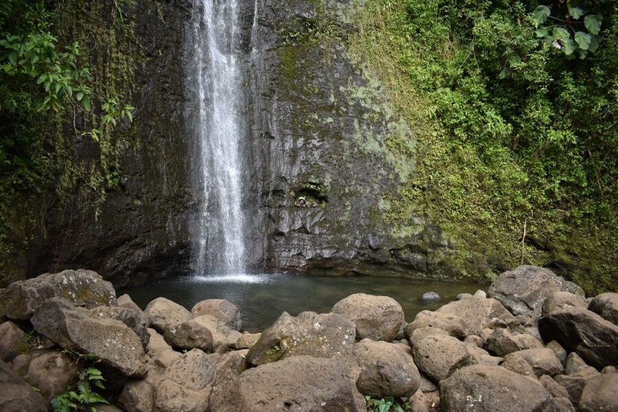 Oahu: Manoa Falls Waterfall Hike with Lunch and Transfers - Who should book this half-day outing?