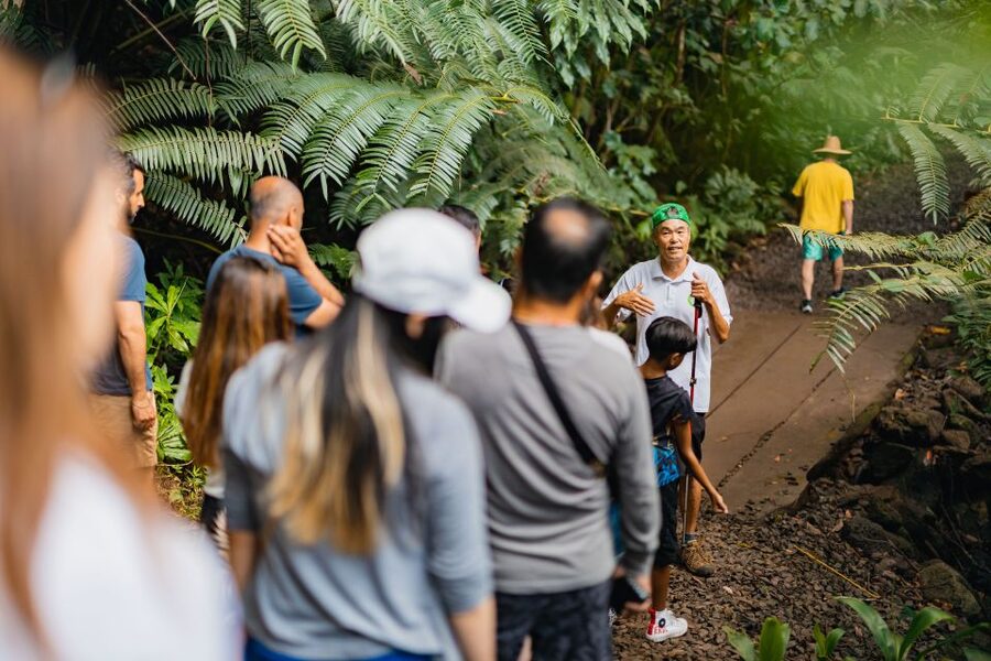 Oahu: Manoa Falls Waterfall Hike with Lunch and Transfers - Tantalus Lookout turns lunch into a highlight