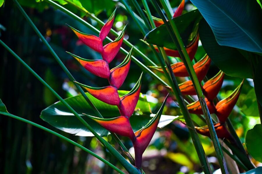 Oahu: Manoa Falls Waterfall Hike with Lunch and Transfers - What to bring for a wet Oahu morning
