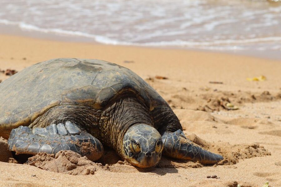 Oahu: Oahu Ultimate Grand Circle Island Tour - Meeting in Waikiki and getting on the right bus