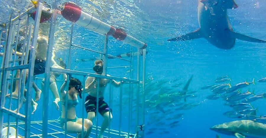 Oahu: Shark Cage Dive on the North Shore - Key points to know before you go