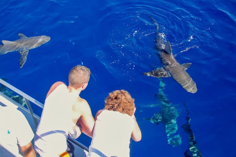 Oahu: Shark Cage Dive on the North Shore - Is $99 good value?