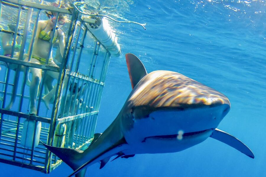Oahu: Shark Cage Dive on the North Shore - What the North Shore shark cage experience is really like