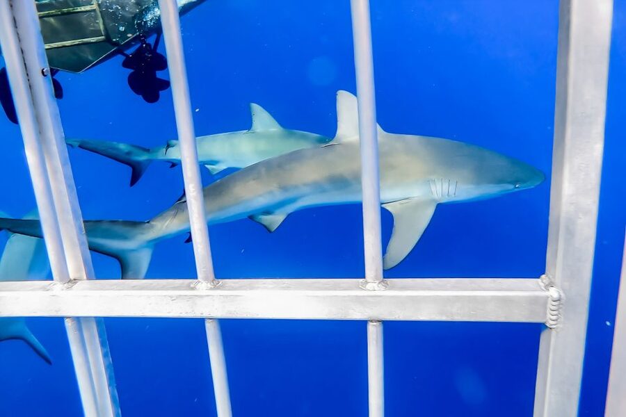 Oahu: Shark Cage Dive on the North Shore - Seeing Galapagos sharks at close range