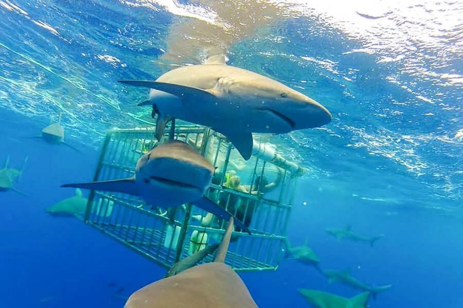 Oahu: Shark Cage Dive on the North Shore - Water conditions, motion sickness, and comfort