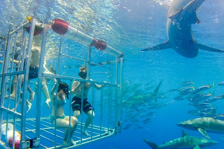 Oahu: Shark Cage Dive on the North Shore - Photos, videos, and what to bring