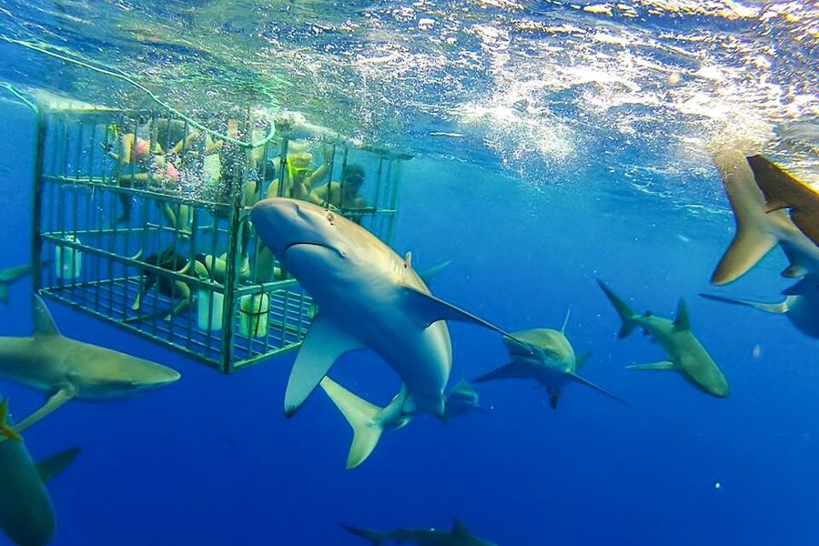 Oahu: Shark Cage Dive on the North Shore - From Haleiwa Harbor to the open sea