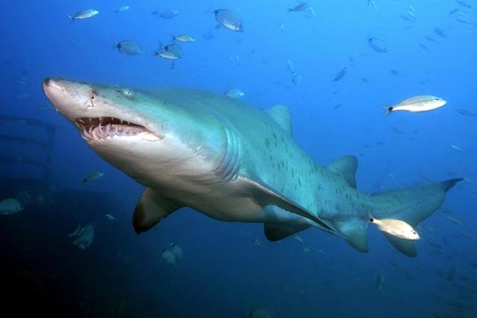 Oahu Shark Dive - You can stay on deck and still see the action