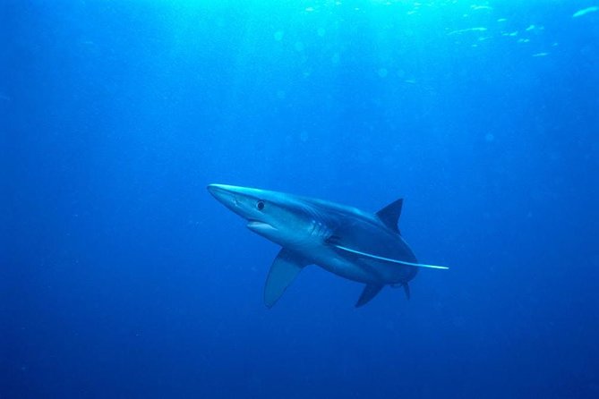 Oahu Shark Dive - Rough water is the real thing to consider