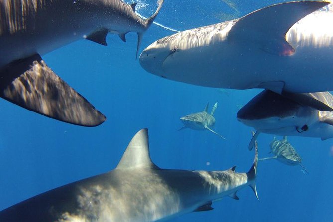 Oahu Shark Dive - What the $99.48 price includes
