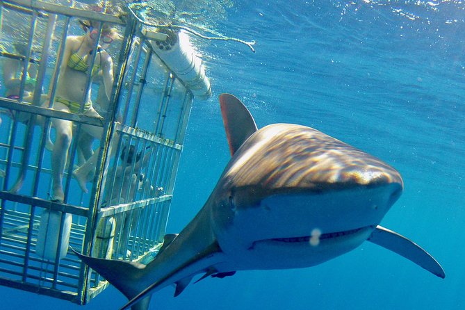 Oahu Shark Dive - The safety briefing sets the tone