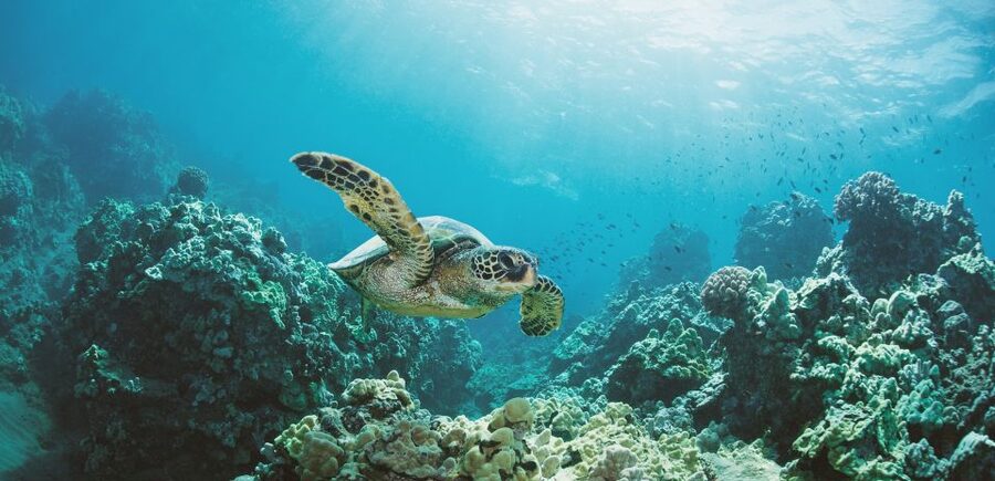 Oahu: Turtle Canyon Snorkeling Boat Tour - Getting into the water, even if you are nervous