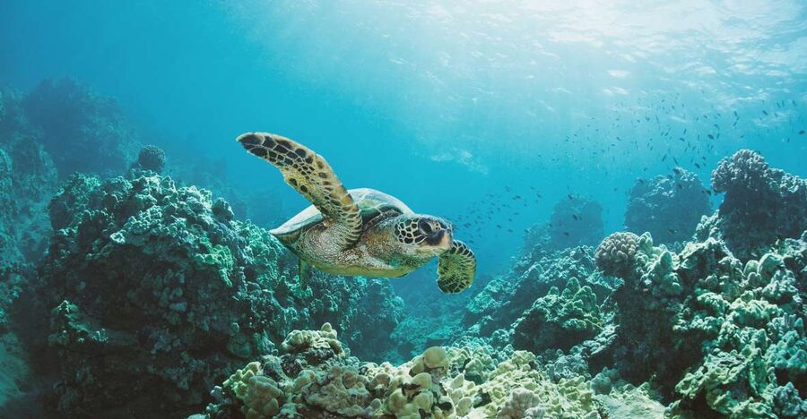 Oahu: Turtle Canyon Snorkeling Boat Tour - Snacks, photos, and the ride home