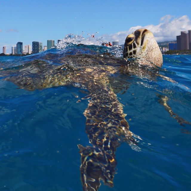 Oahu: Turtle Canyon Snorkeling Boat Tour - Who should book this Turtle Canyon trip?