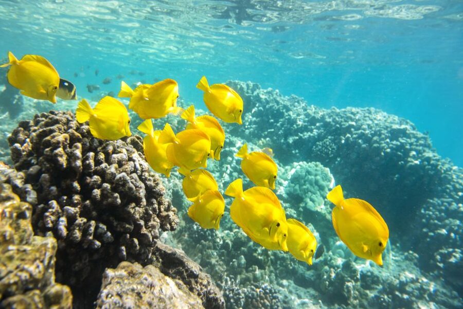 Oahu: Waikiki Glass Bottom Boat Sunset Cruise - What $60 buys you