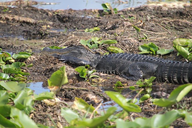 One-Hour Airboat Ride Near Orlando - What you may see from the airboat