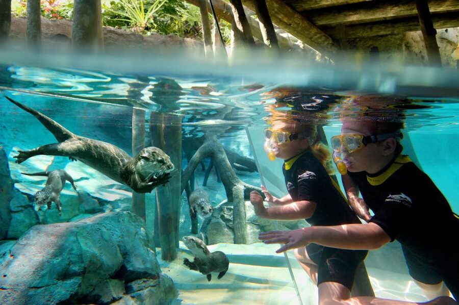 Orlando: Discovery Cove Admission Ticket & Additional Parks - Arrive early for the best start