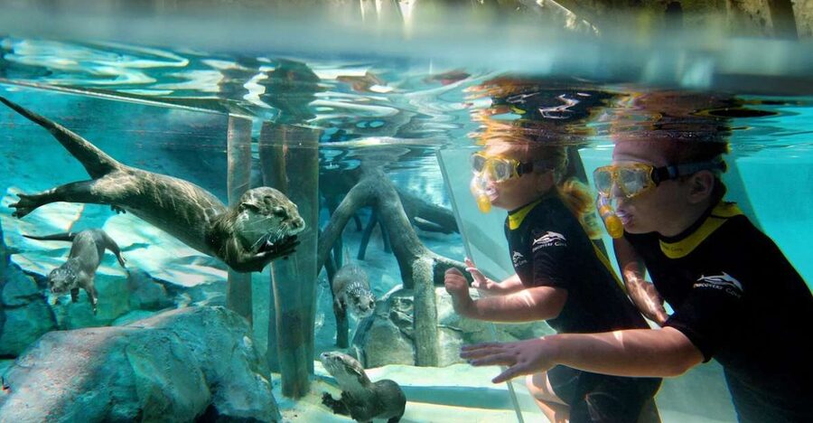 Orlando: Discovery Cove Admission Ticket & Additional Parks - Decide carefully on the dolphin swim