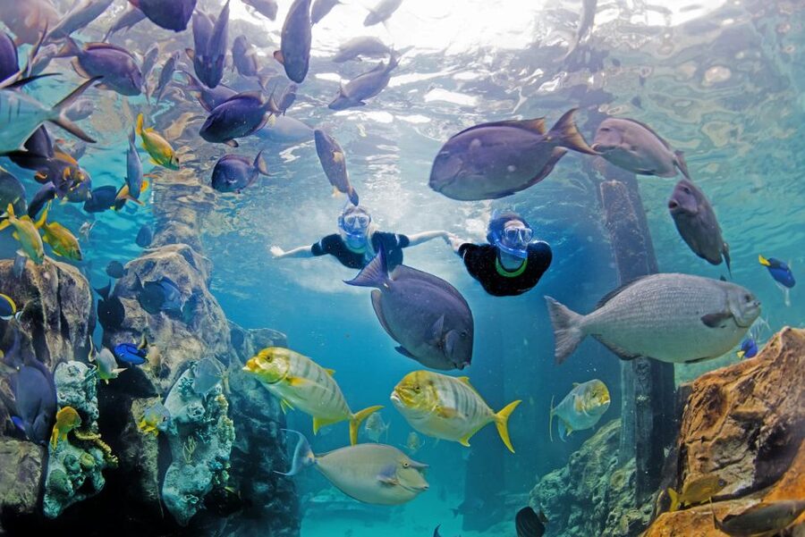 Orlando: Discovery Cove Admission Ticket & Additional Parks - Extras can push the budget quickly