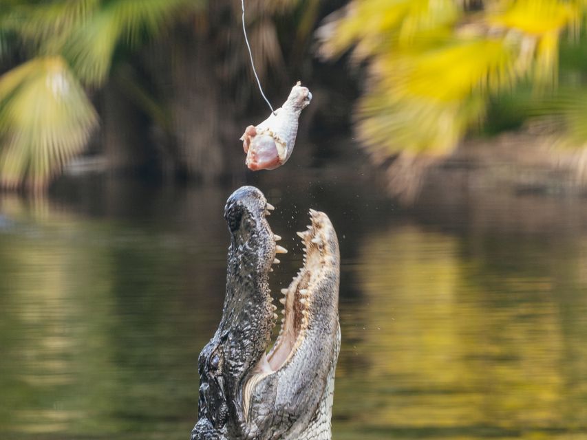 Orlando: Drive-Thru Safari Park at Wild Florida - Why this safari feels different from a regular zoo