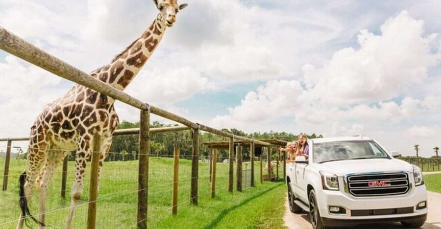 Orlando: Drive-Thru Safari Park at Wild Florida - The animals you are most likely to remember