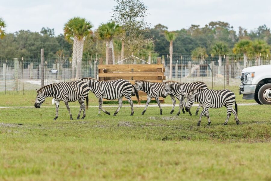Orlando: Drive-Thru Safari Park at Wild Florida - Gator Park adds a second kind of animal experience