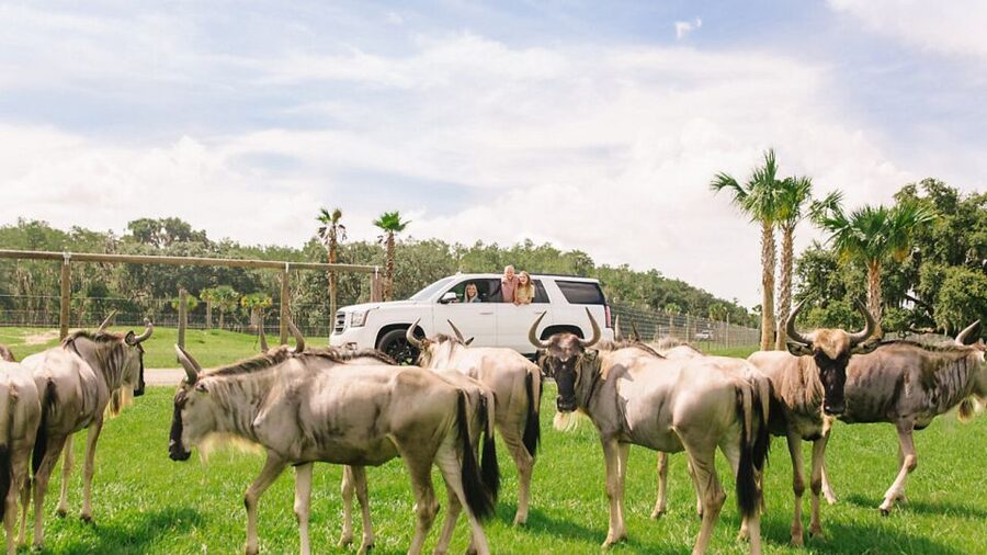 Orlando: Drive-Thru Safari Park at Wild Florida - How long should you plan for?