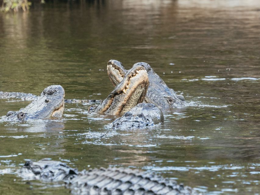 Orlando: Drive-Thru Safari Park at Wild Florida - Price, value, and what the ticket covers