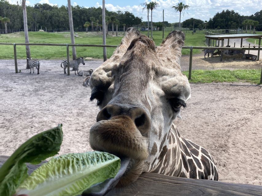 Orlando: Drive-Thru Safari Park at Wild Florida - Heat, comfort, and practical planning