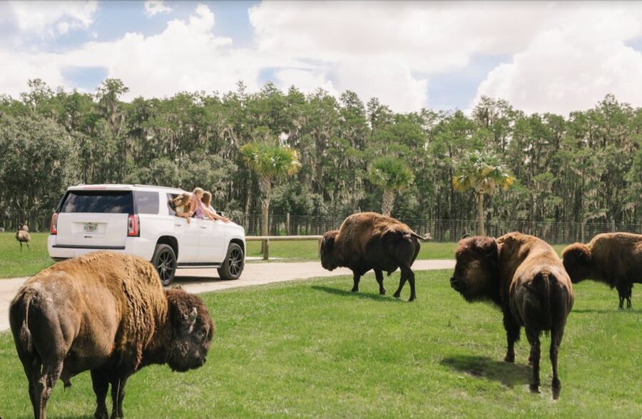 Orlando: Drive-Thru Safari Park at Wild Florida - Entering the drive-through park at 5 mph