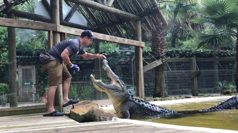 Orlando: Everglades Airboat Ride and Wildlife Park Ticket - Alligator demonstrations and animal encounters