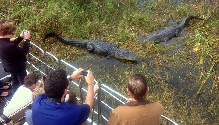 Orlando: Everglades Airboat Ride and Wildlife Park Ticket - Is $36 a good price?