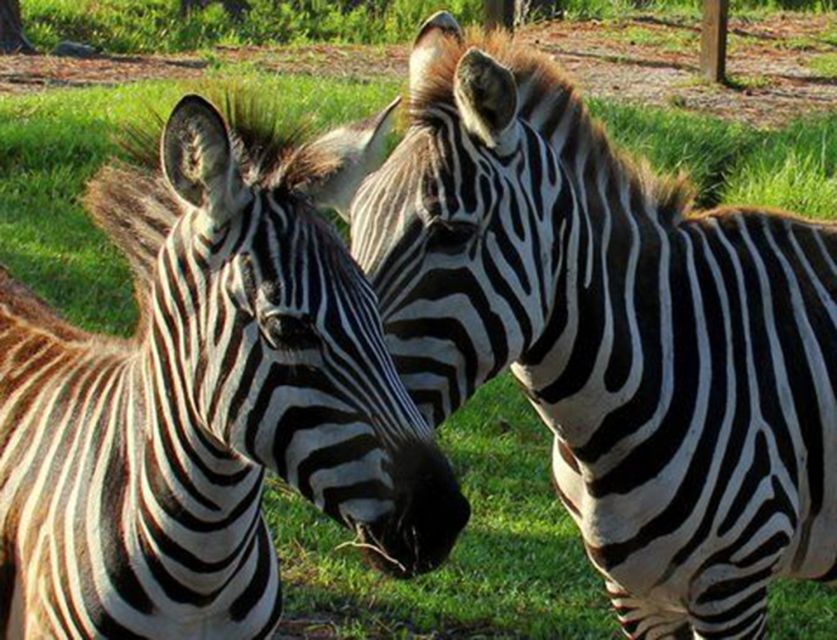 Orlando: Everglades Airboat Ride and Wildlife Park Ticket - What the 30-minute airboat ride is really like