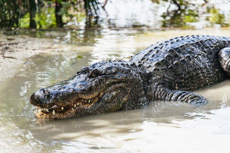 Orlando: Gatorland Skip-the-Line Ticket - Why Gatorland feels different from Orlando’s big theme parks