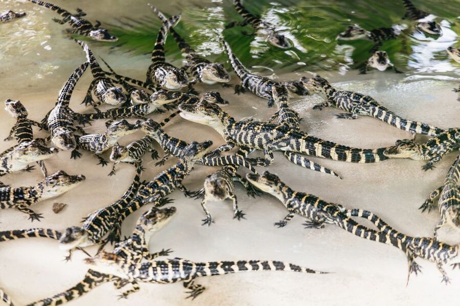 Orlando: Gatorland Skip-the-Line Ticket - Starting with thousands of alligators and crocodiles