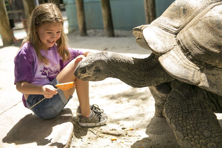 Orlando: Gatorland Skip-the-Line Ticket - Legends of the Swamp puts experts beside live gators