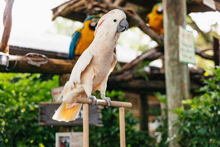 Orlando: Gatorland Skip-the-Line Ticket - Finding the rare white alligators