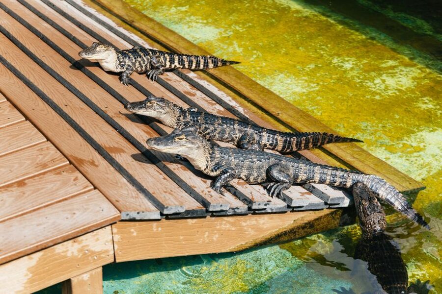 Orlando: Gatorland Skip-the-Line Ticket - The splash area is useful on a hot day