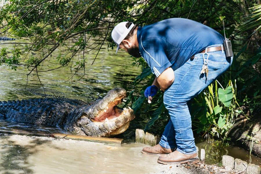 Orlando: Gatorland Skip-the-Line Ticket - The Gator Jumparoo Show delivers the big moment