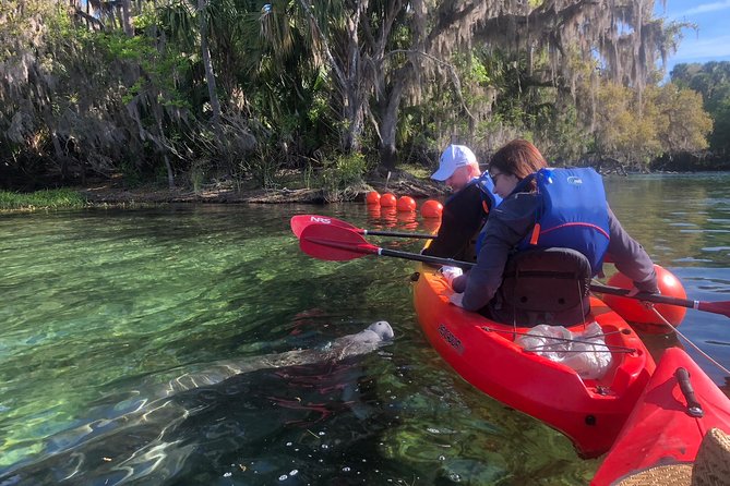 Orlando Manatee Encounters - Key points to know before booking