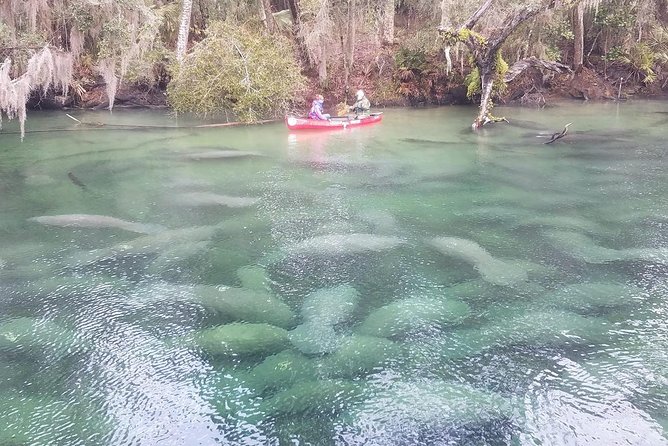 Orlando Manatee Encounters - From the spring into the Snake River