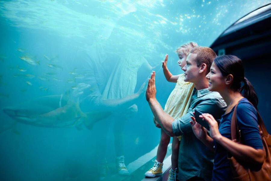 Orlando: SEA LIFE Orlando Aquarium - Sharks, rays, eels, octopus, and smaller fish